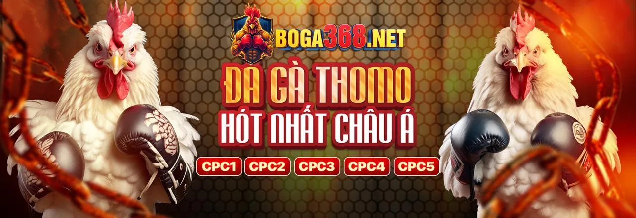 Sân đấu gà trực tuyến Bigwin